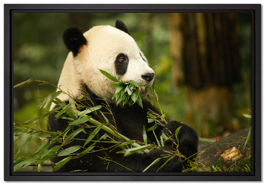 Pandabär beim Fressen auf Leinwandbild gerahmt Größe 60x40