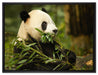 Pandabär beim Fressen auf Leinwandbild gerahmt Größe 80x60