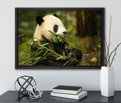 Pandabär beim Fressen auf Leinwandbild gerahmt mit Kirschblüten