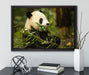 Pandabär beim Fressen auf Leinwandbild gerahmt mit Kirschblüten