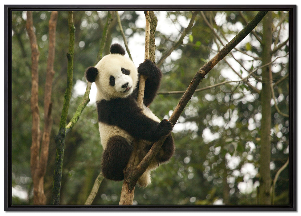 niedlicher Pandabär auf Baum auf Leinwandbild gerahmt Größe 100x70