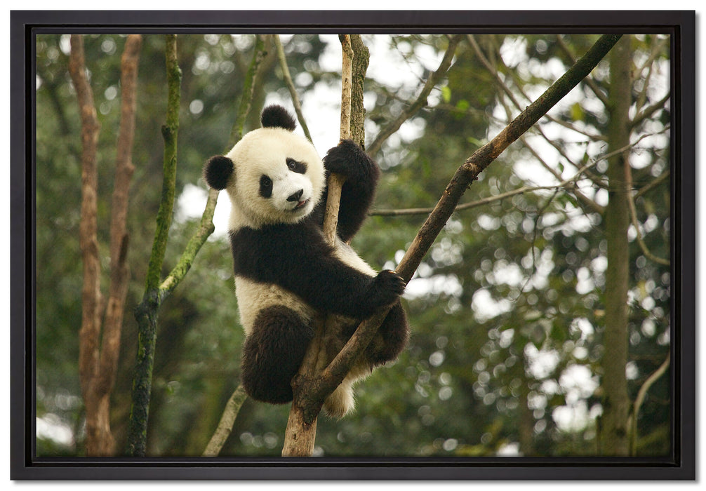 niedlicher Pandabär auf Baum auf Leinwandbild gerahmt Größe 60x40