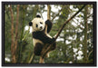 niedlicher Pandabär auf Baum auf Leinwandbild gerahmt Größe 60x40