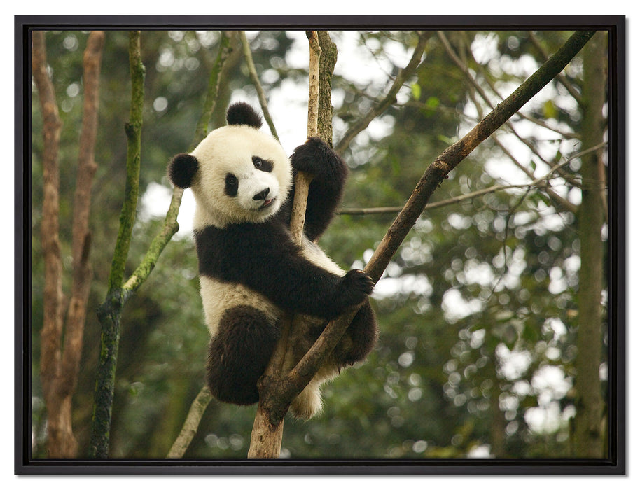 niedlicher Pandabär auf Baum auf Leinwandbild gerahmt Größe 80x60