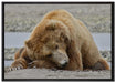 Bär am Sandstrand auf Leinwandbild gerahmt Größe 100x70