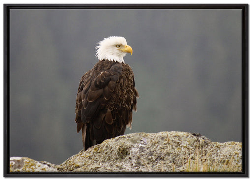 wachsamer Adler auf Fels auf Leinwandbild gerahmt Größe 100x70
