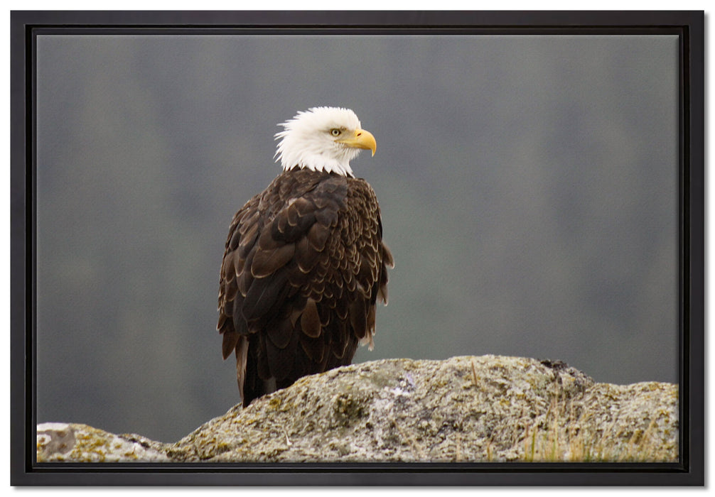 wachsamer Adler auf Fels auf Leinwandbild gerahmt Größe 60x40
