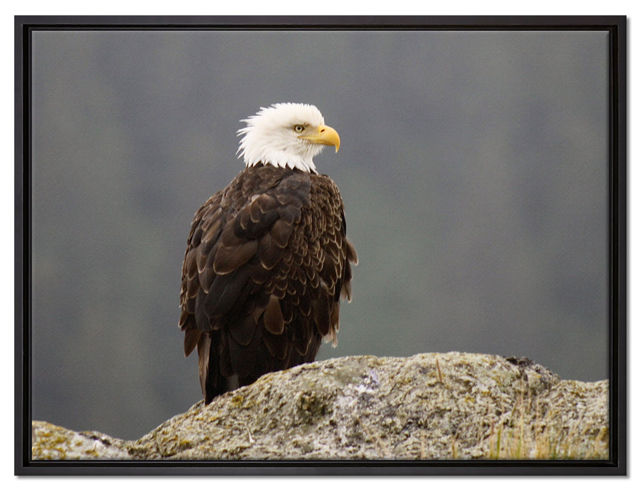 wachsamer Adler auf Fels auf Leinwandbild gerahmt Größe 80x60