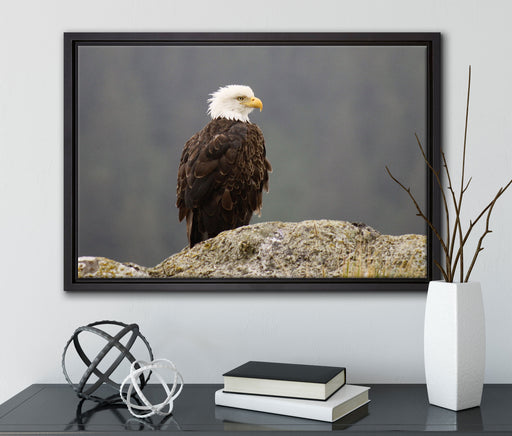 wachsamer Adler auf Fels auf Leinwandbild gerahmt mit Kirschblüten