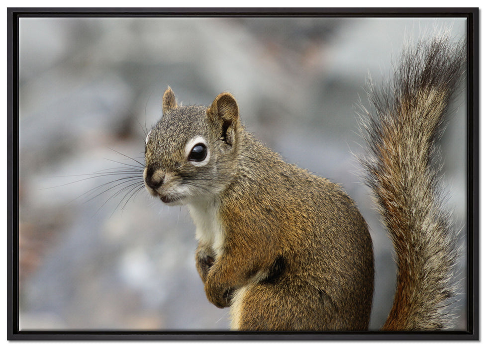 kleines wachsames Eichhörnchen auf Leinwandbild gerahmt Größe 100x70