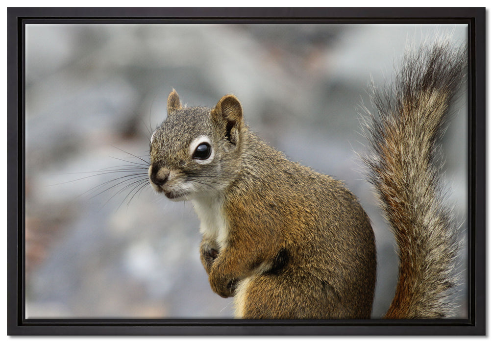 kleines wachsames Eichhörnchen auf Leinwandbild gerahmt Größe 60x40