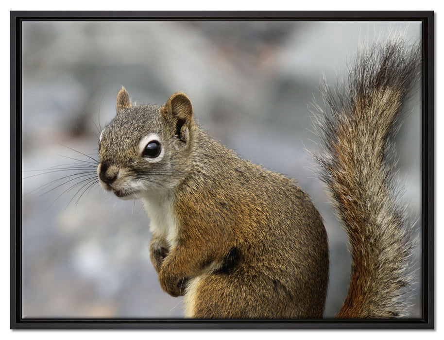 kleines wachsames Eichhörnchen auf Leinwandbild gerahmt Größe 80x60