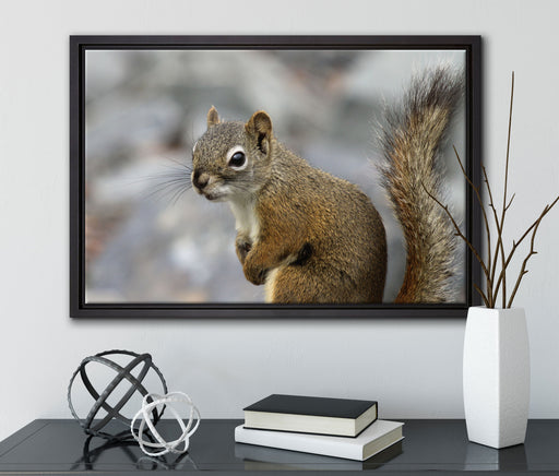 kleines wachsames Eichhörnchen auf Leinwandbild gerahmt mit Kirschblüten