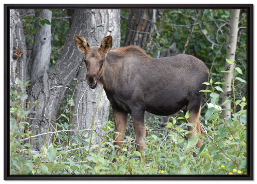 schöne Elchkuh im hohen Gras auf Leinwandbild gerahmt Größe 100x70