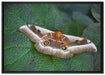 Schmetterling auf Blatt auf Leinwandbild gerahmt Größe 100x70