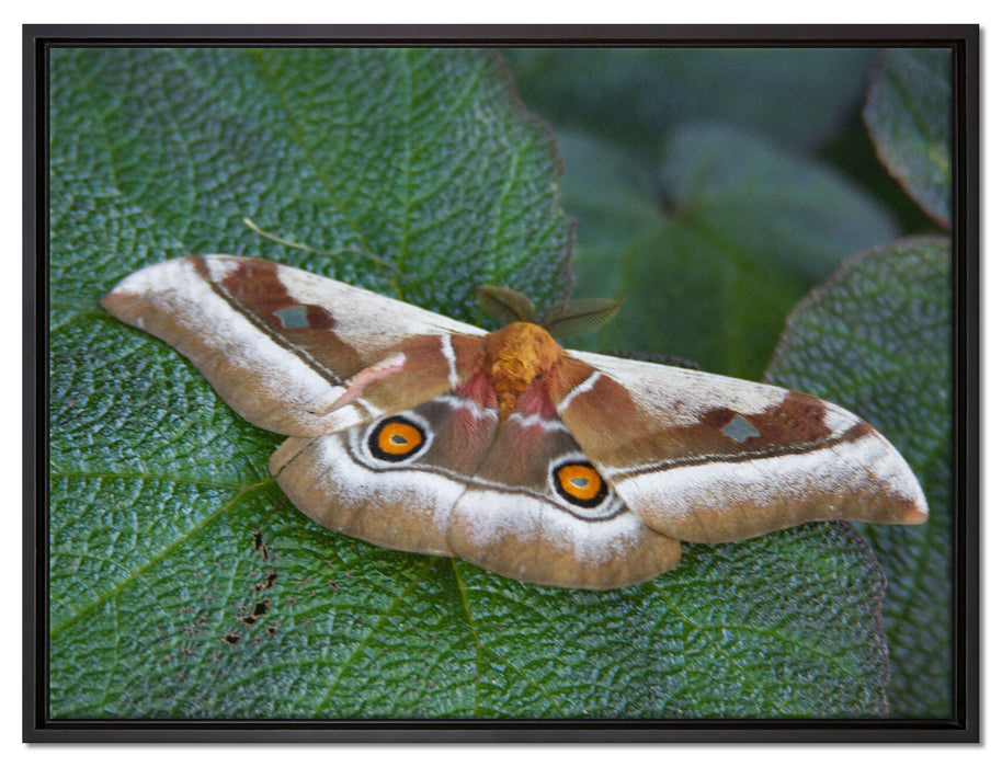 Schmetterling auf Blatt auf Leinwandbild gerahmt Größe 80x60