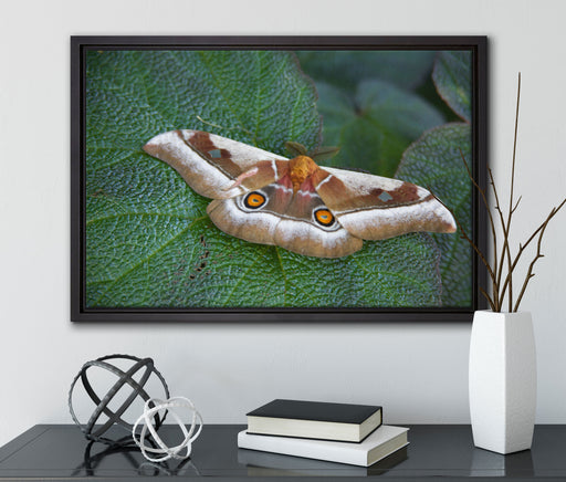 Schmetterling auf Blatt auf Leinwandbild gerahmt mit Kirschblüten