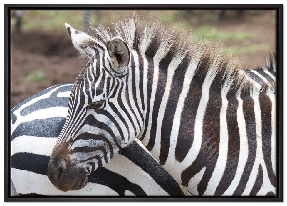 prächtiges Zebra auf Leinwandbild gerahmt Größe 100x70