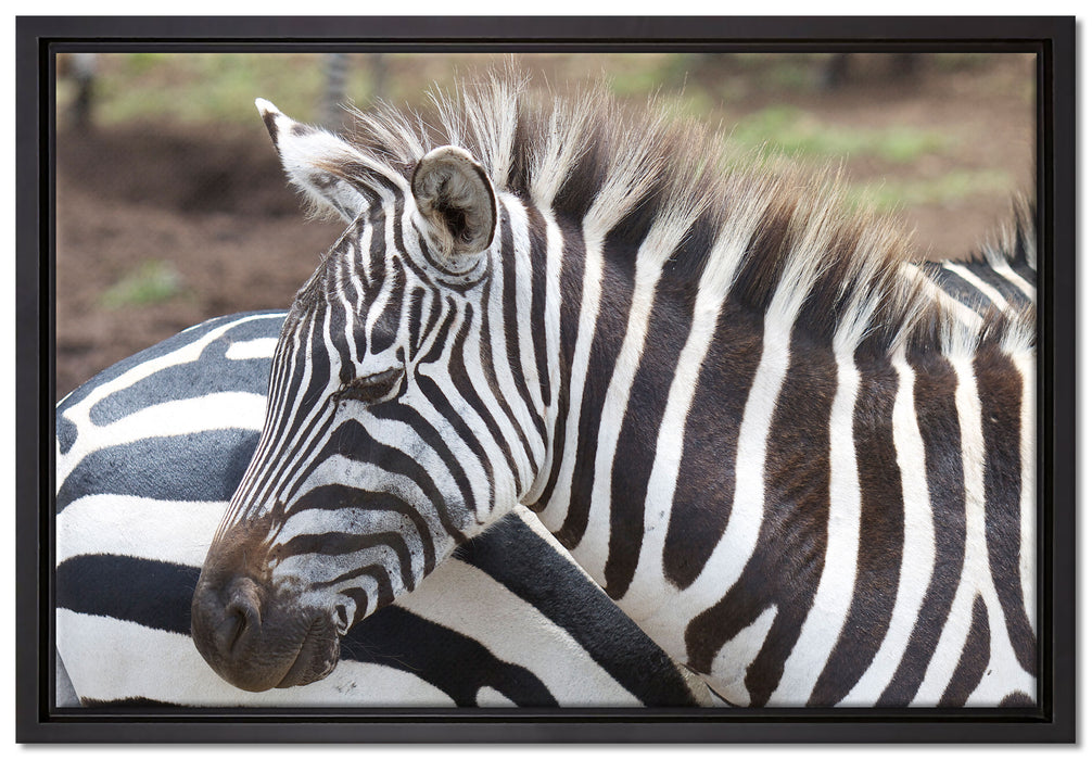 prächtiges Zebra auf Leinwandbild gerahmt Größe 60x40