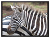 prächtiges Zebra auf Leinwandbild gerahmt Größe 80x60