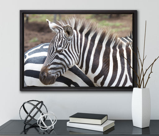 prächtiges Zebra auf Leinwandbild gerahmt mit Kirschblüten