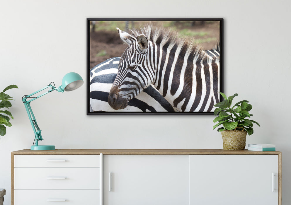 prächtiges Zebra auf Leinwandbild gerahmt verschiedene Größen im Wohnzimmer