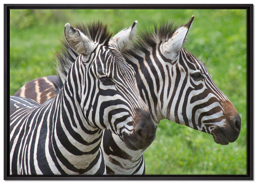schönes Zebrapaar auf Leinwandbild gerahmt Größe 100x70