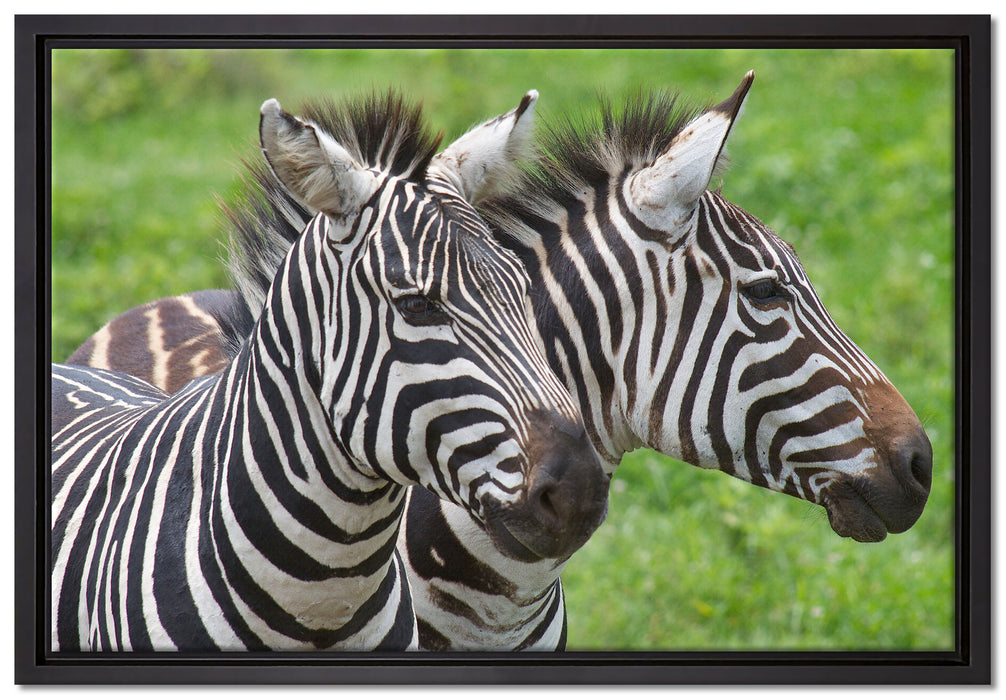 schönes Zebrapaar auf Leinwandbild gerahmt Größe 60x40