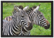schönes Zebrapaar auf Leinwandbild gerahmt Größe 60x40