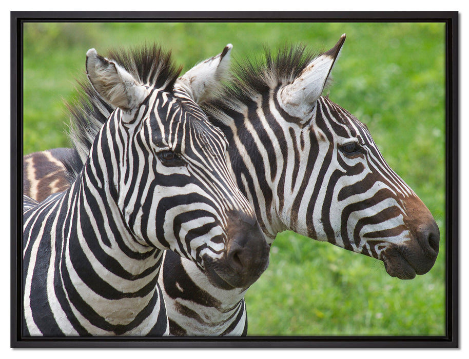 schönes Zebrapaar auf Leinwandbild gerahmt Größe 80x60