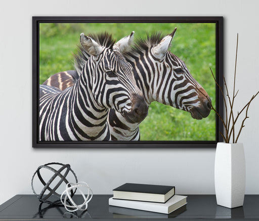 schönes Zebrapaar auf Leinwandbild gerahmt mit Kirschblüten