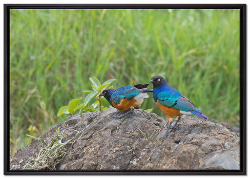Vögel auf einem Stein auf Leinwandbild gerahmt Größe 100x70