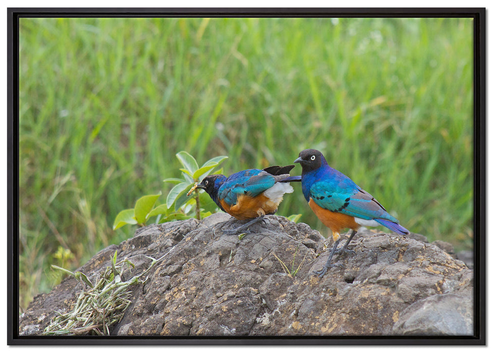 Vögel auf einem Stein auf Leinwandbild gerahmt Größe 100x70