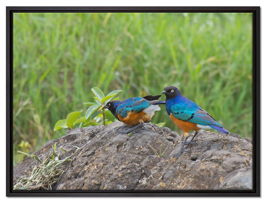Vögel auf einem Stein auf Leinwandbild gerahmt Größe 80x60