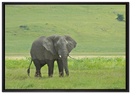 gigantischer Elefant im Gras auf Leinwandbild gerahmt Größe 100x70