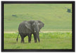 gigantischer Elefant im Gras auf Leinwandbild gerahmt Größe 60x40