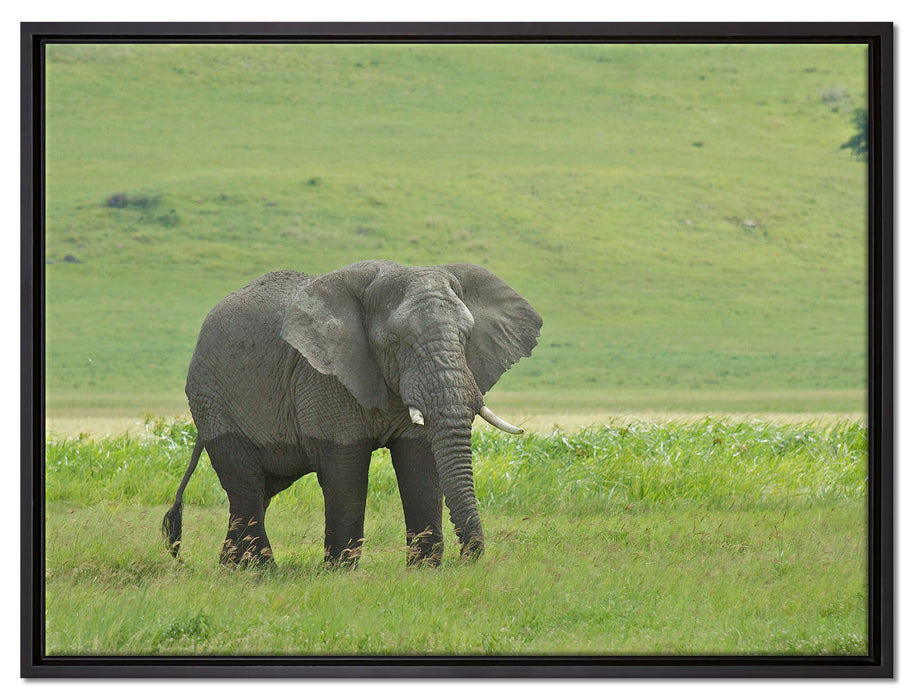 gigantischer Elefant im Gras auf Leinwandbild gerahmt Größe 80x60