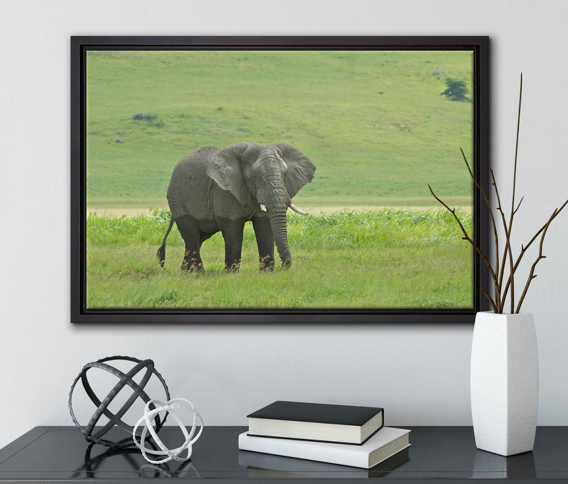 gigantischer Elefant im Gras auf Leinwandbild gerahmt mit Kirschblüten