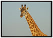 majestätische Giraffe auf Leinwandbild gerahmt Größe 100x70