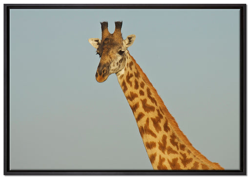 majestätische Giraffe auf Leinwandbild gerahmt Größe 100x70