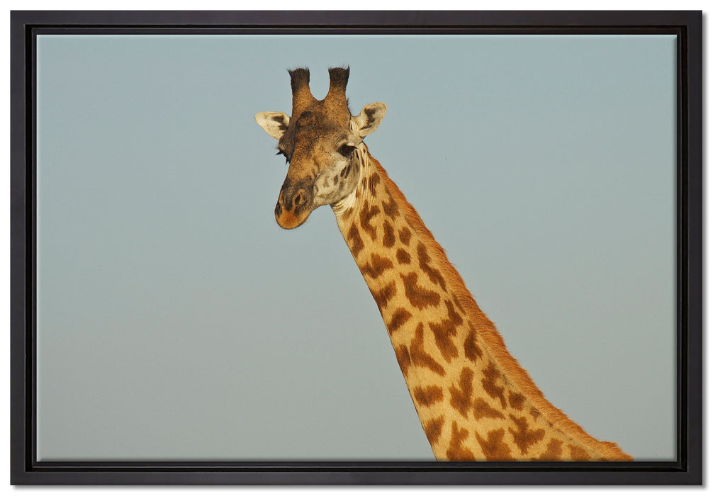 majestätische Giraffe auf Leinwandbild gerahmt Größe 60x40