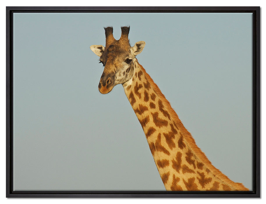majestätische Giraffe auf Leinwandbild gerahmt Größe 80x60