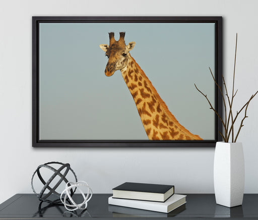 majestätische Giraffe auf Leinwandbild gerahmt mit Kirschblüten