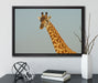 majestätische Giraffe auf Leinwandbild gerahmt mit Kirschblüten