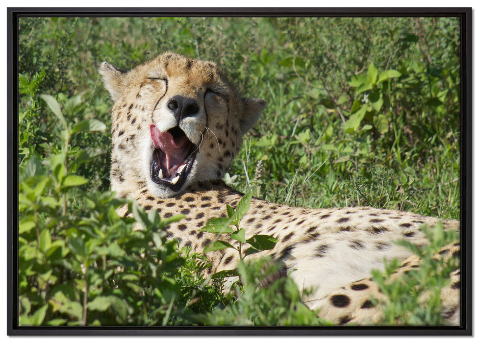 müder Gepard ruht auf Wiese auf Leinwandbild gerahmt Größe 100x70