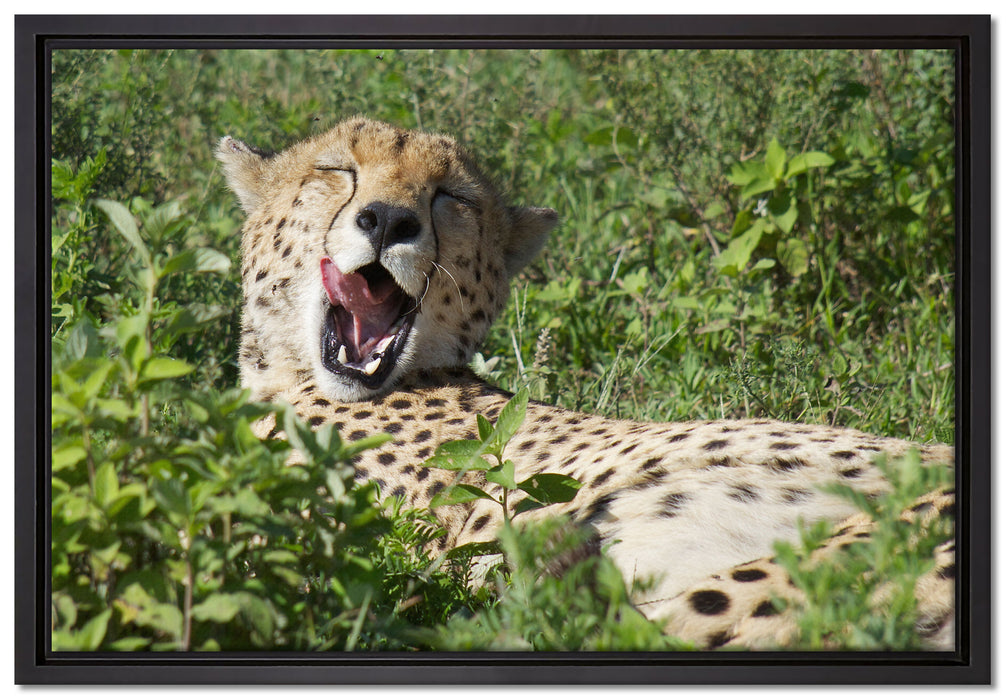 müder Gepard ruht auf Wiese auf Leinwandbild gerahmt Größe 60x40