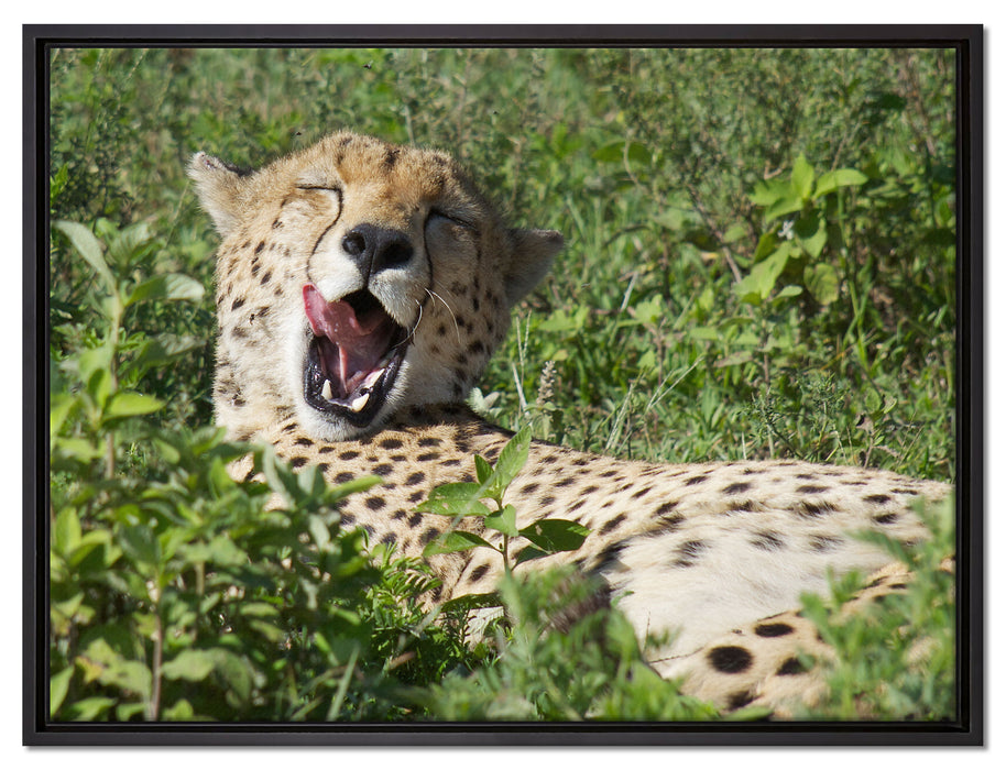 müder Gepard ruht auf Wiese auf Leinwandbild gerahmt Größe 80x60