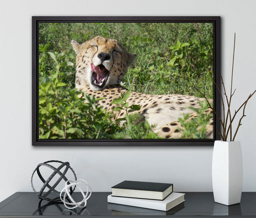 müder Gepard ruht auf Wiese auf Leinwandbild gerahmt mit Kirschblüten