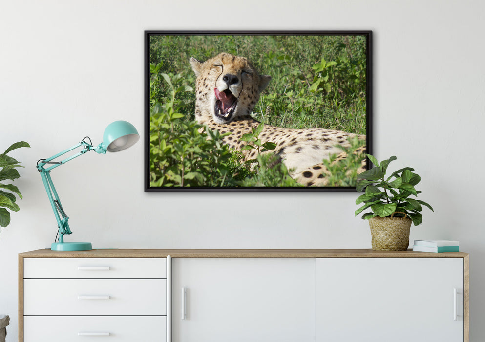 müder Gepard ruht auf Wiese auf Leinwandbild gerahmt verschiedene Größen im Wohnzimmer