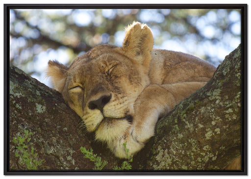 müde Löwin ruht auf Baum auf Leinwandbild gerahmt Größe 100x70
